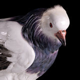 19TH CENTURY MEISSEN PAINTED PORCELAIN MODEL OF A PIGEON - REF No. B1004