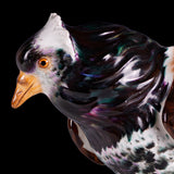 19TH CENTURY MEISSEN PAINTED PORCELAIN MODEL OF A PIGEON - REF No. B1003