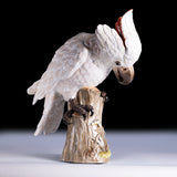 PAIR OF 19TH CENTURY MEISSEN PAINTED PORCELAIN MODELS OF FEMALE COCKATOOS - REF No. B1005