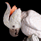 PAIR OF 19TH CENTURY MEISSEN PAINTED PORCELAIN MODELS OF FEMALE COCKATOOS - REF No. B1005