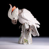 PAIR OF 19TH CENTURY MEISSEN PAINTED PORCELAIN MODELS OF FEMALE COCKATOOS - REF No. B1005
